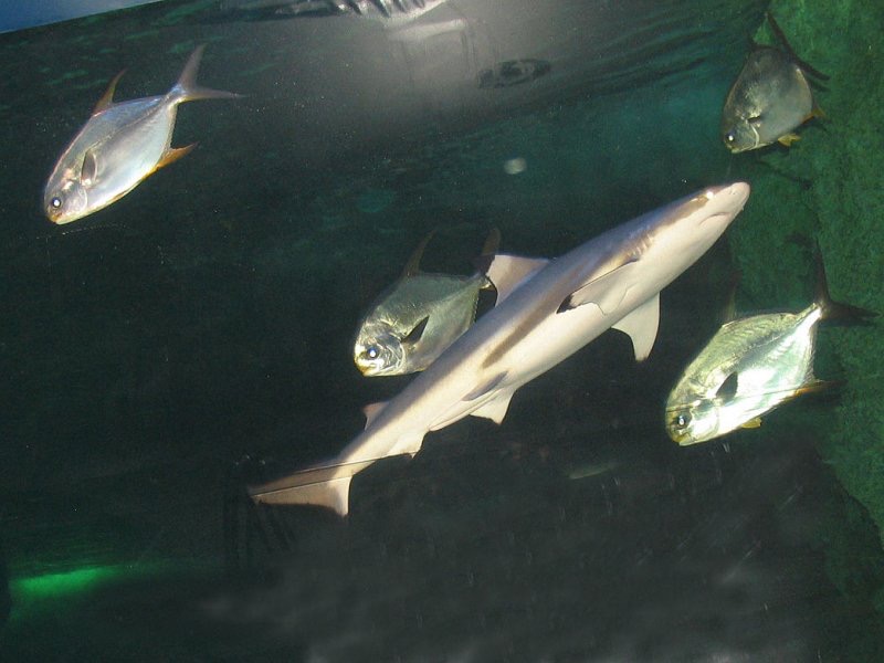 Grey Nurse Shark.jpeg