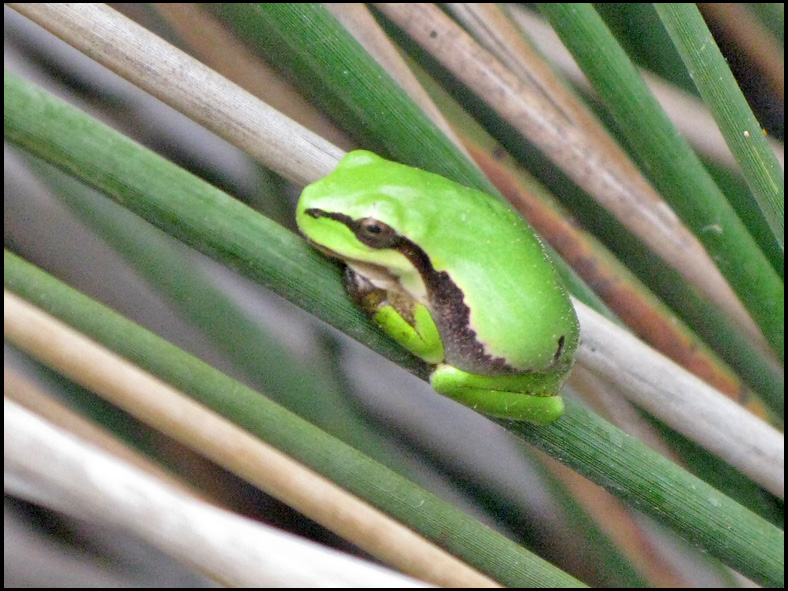 Amphibians abroad