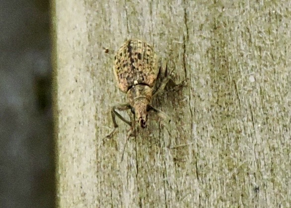 Vivlar - Curculionoinea