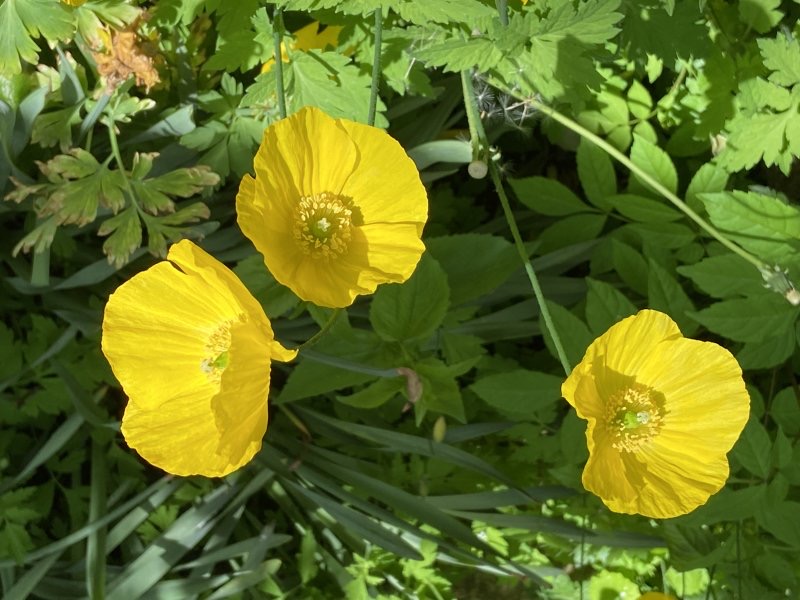 Gula blommor