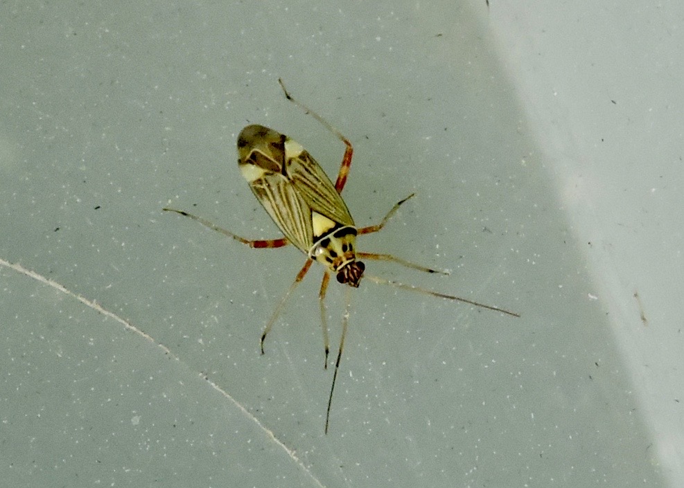 Rhabdomiris striatellus.jpeg