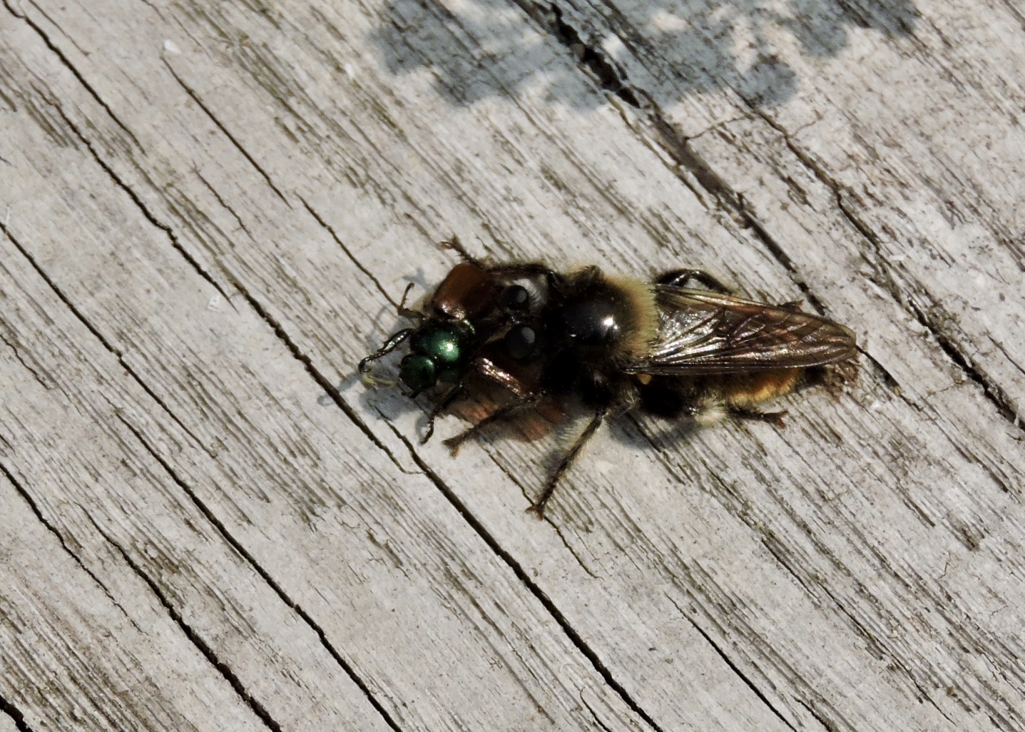 Laphria flava.jpeg