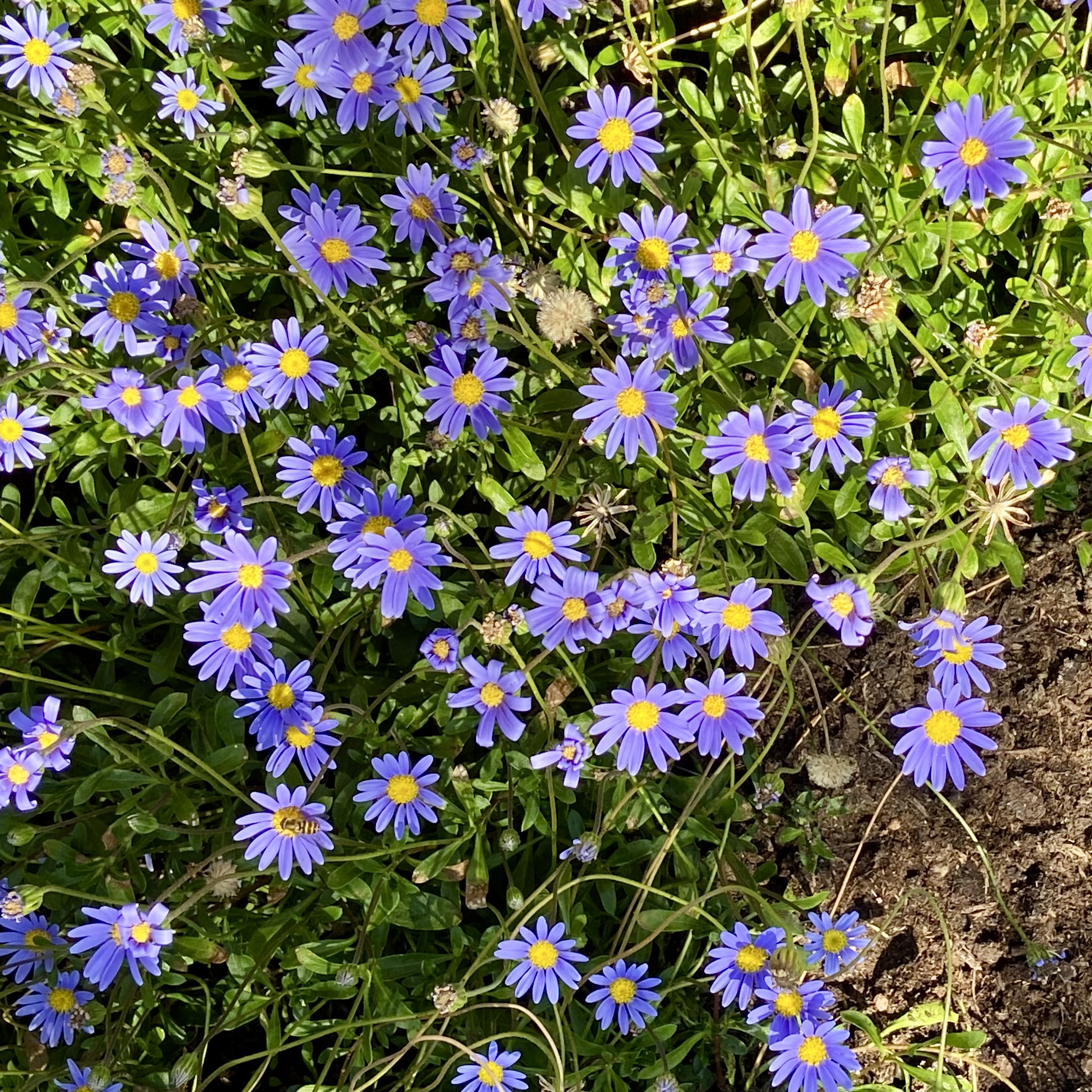 IMG_1415.jpeg