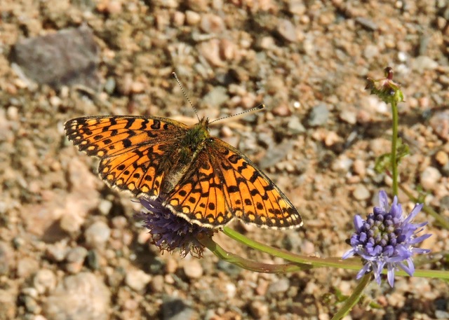 Fritillaries