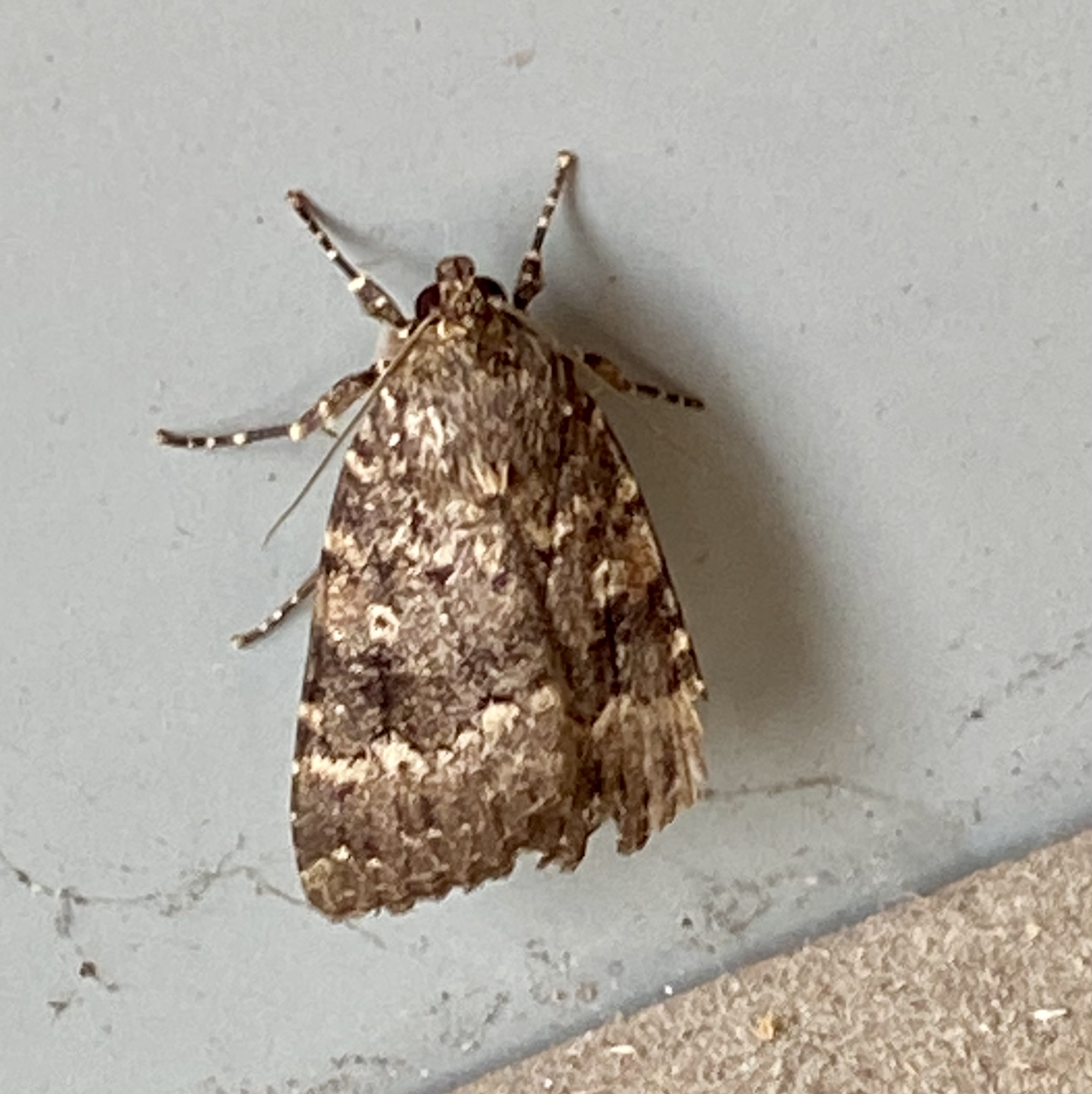 Storringat buskfly.jpeg