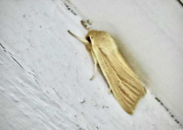 Noctuidae - Nattflyn