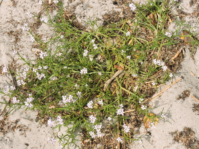 Vita blommor