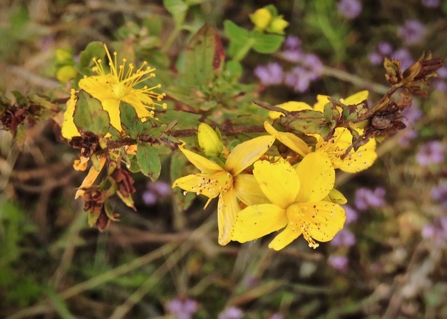 Gula blommor