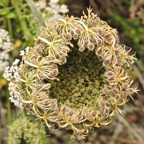 Vilda blommor