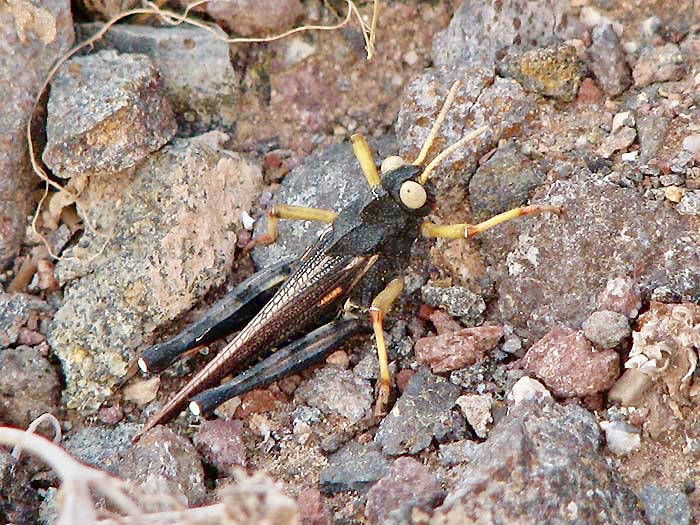 Dericorys lobata .jpg