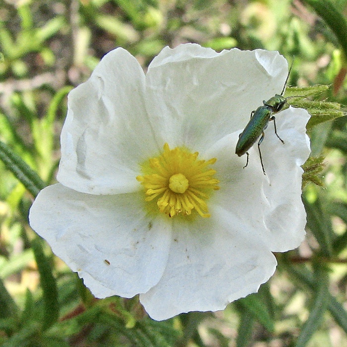 Vitblommig solvnda - Helianthemum apenninum.jpg