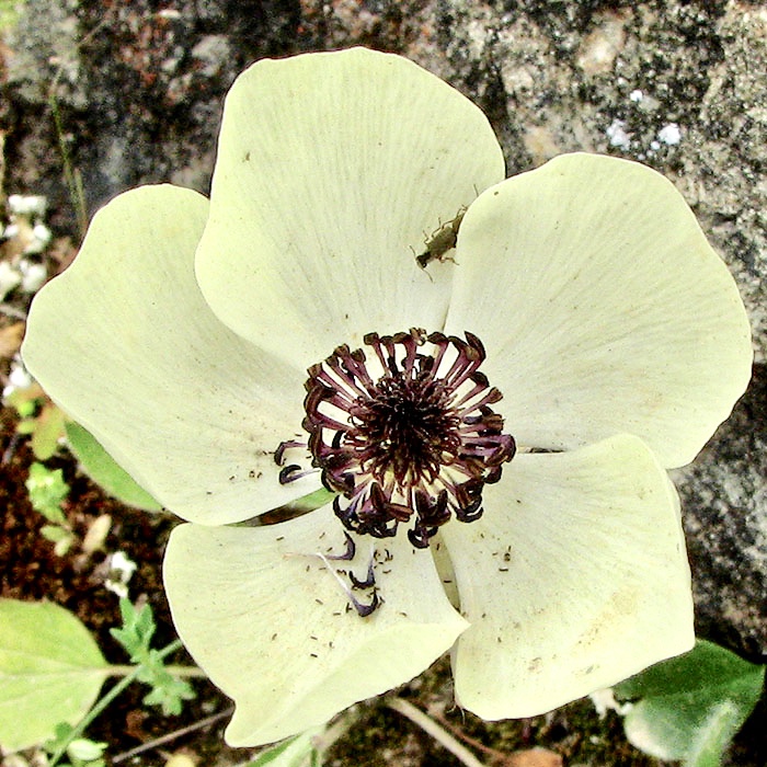 Turban Buttercup - Ranunculus asiaticus.jpg