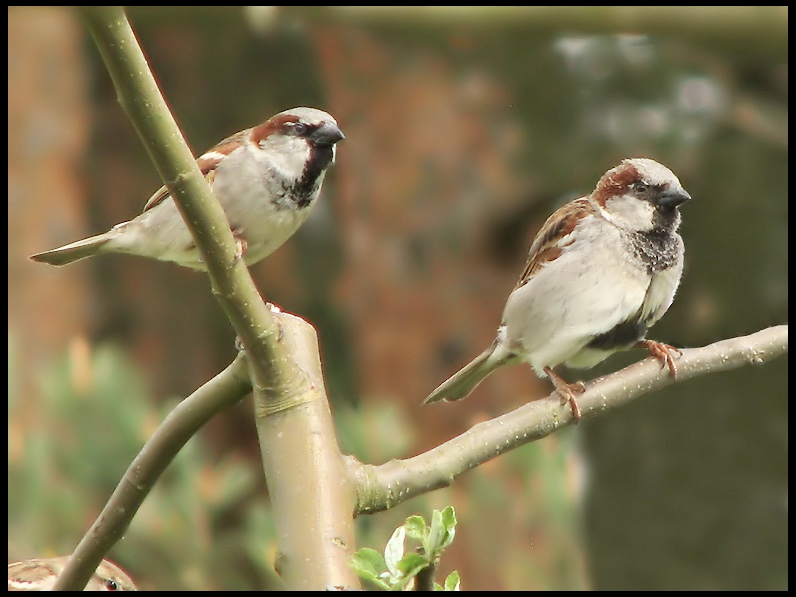 House Sparrow - Passer domesticus - Grsparv.jpg
