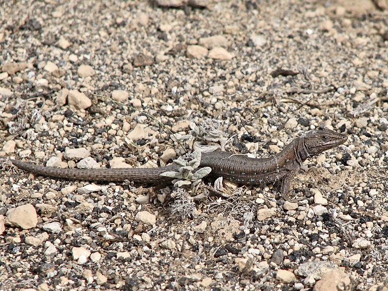 Haria Lizard in Uga.jpg