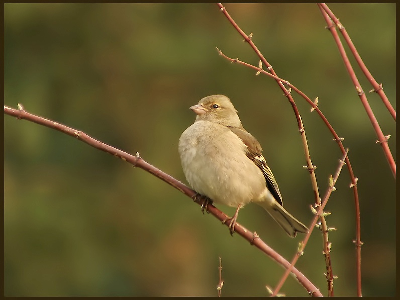 Chaffinch - Fringila coelevs - Bofink, female jpg