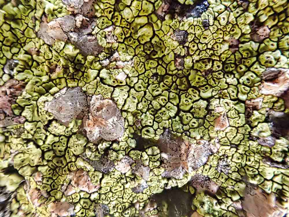 Lichen Covered Rock Detail