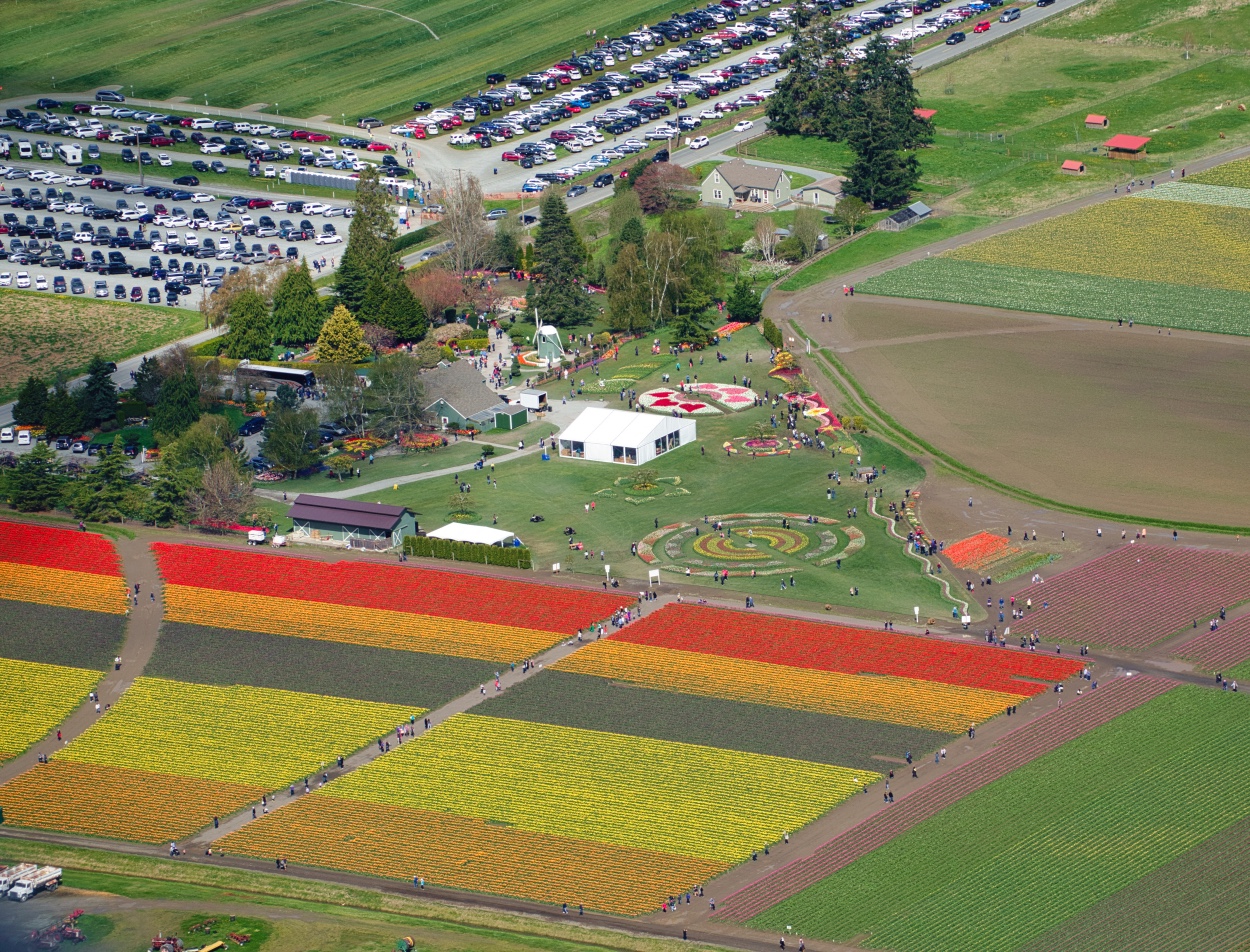Skagit Valley tulips . . .
