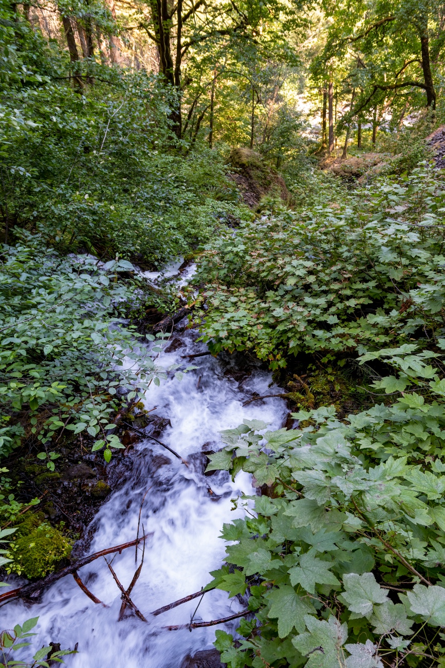 Wahkeena Falls, cascading down the hillside