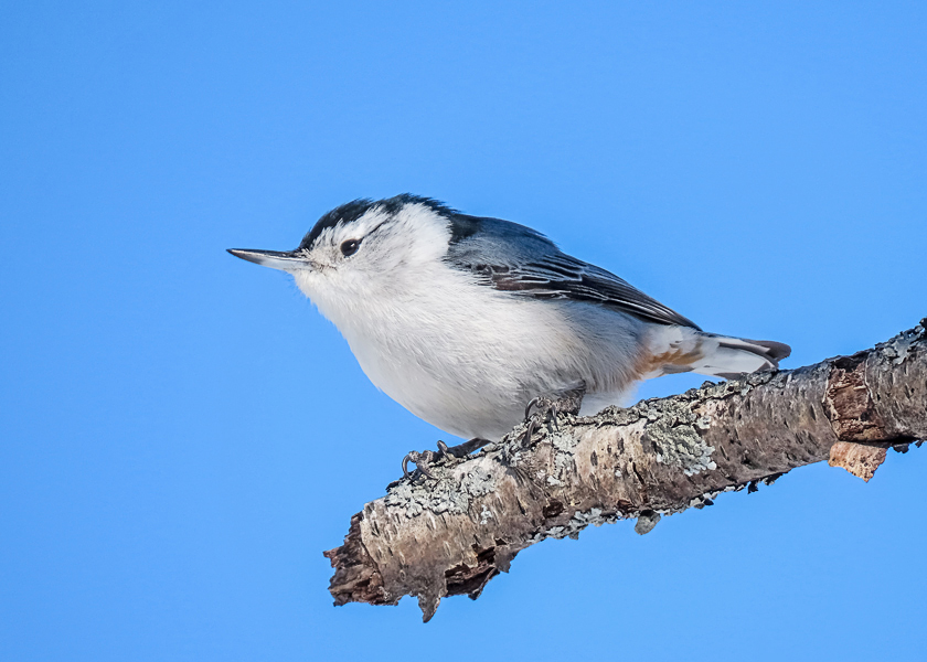White-breasted Nuthatch  (2 photos)