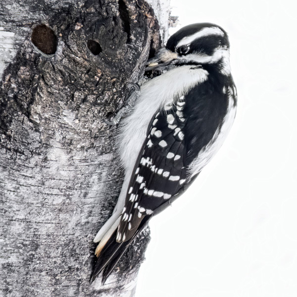 Hairy Woodpecker