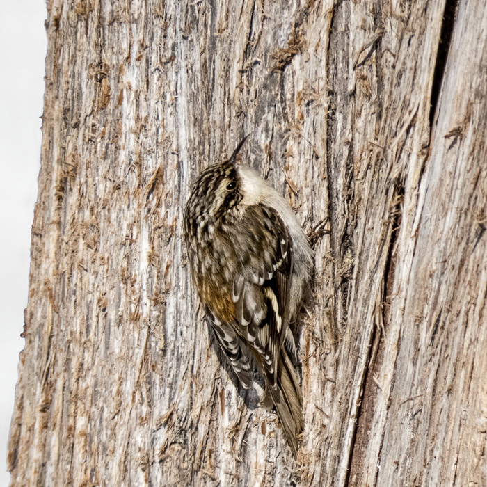 Brown Creeper