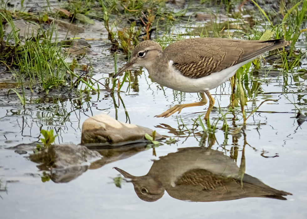 Spotted Sandpiper - Juvenile