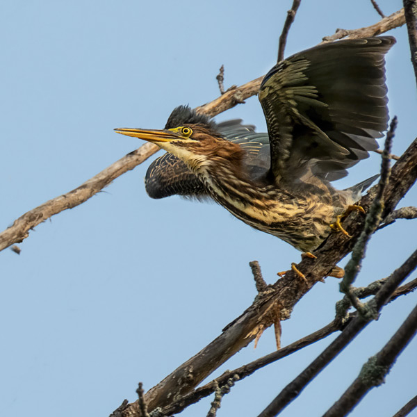 Green Heron