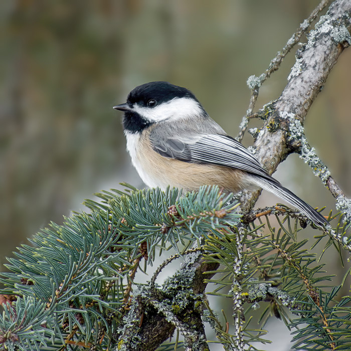 Chickadee