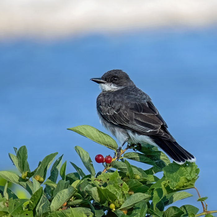 Eastern Kingbird