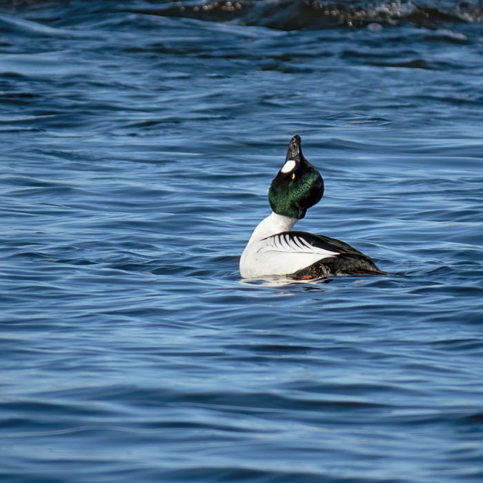 Common Goldeneye