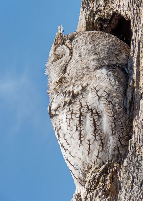 Eastern Screech-Owl