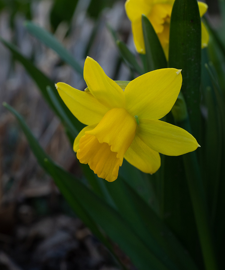 Narcissus