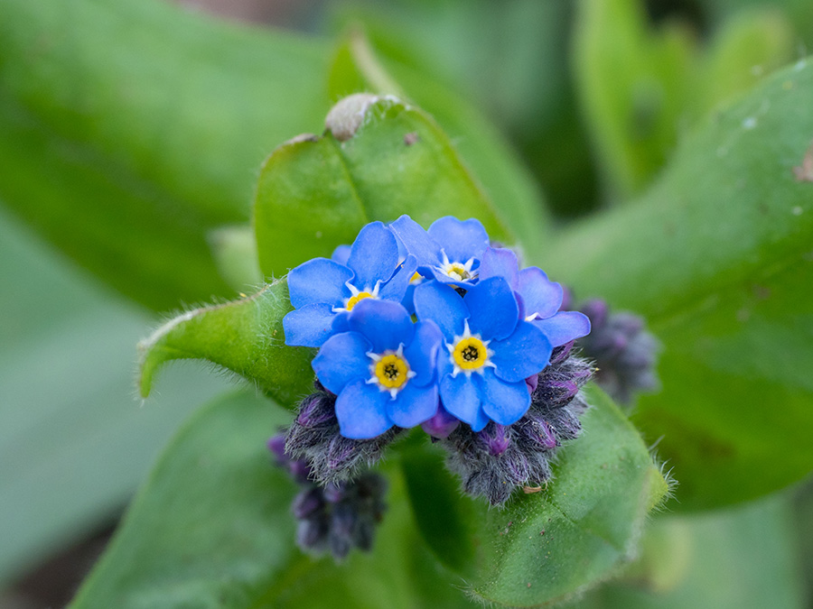 Myosotis sylvatica   