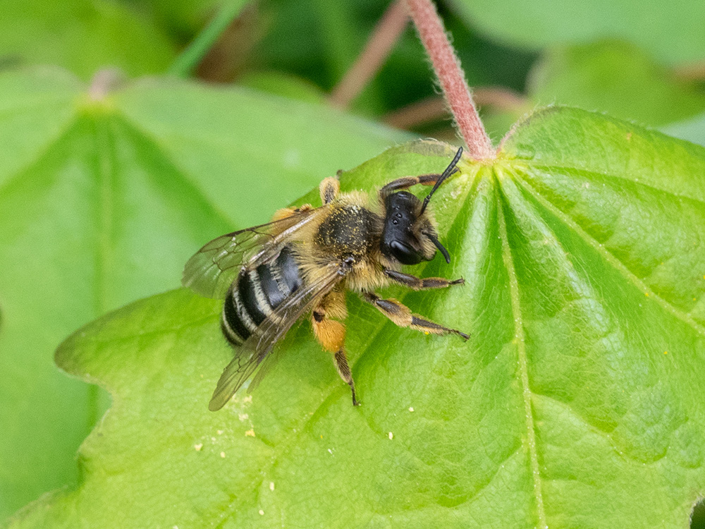 Andrena flavipes