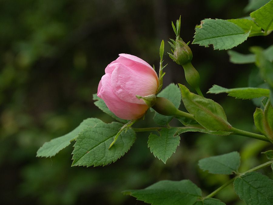 Rosa canina