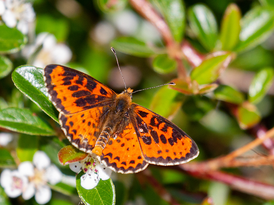 Melitaea didyma     