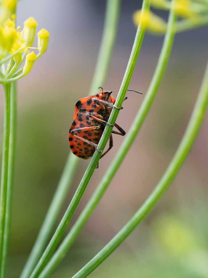 Graphosoma italicum