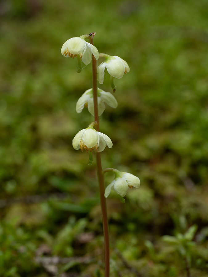 Pyrola chlorantha   