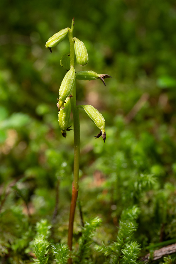Corallorhiza trifida