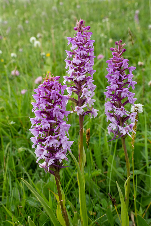 Gymnadenia conopsea