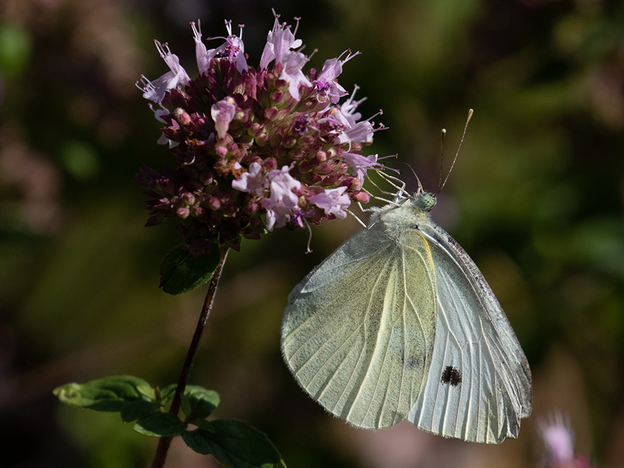 Pieris rapae