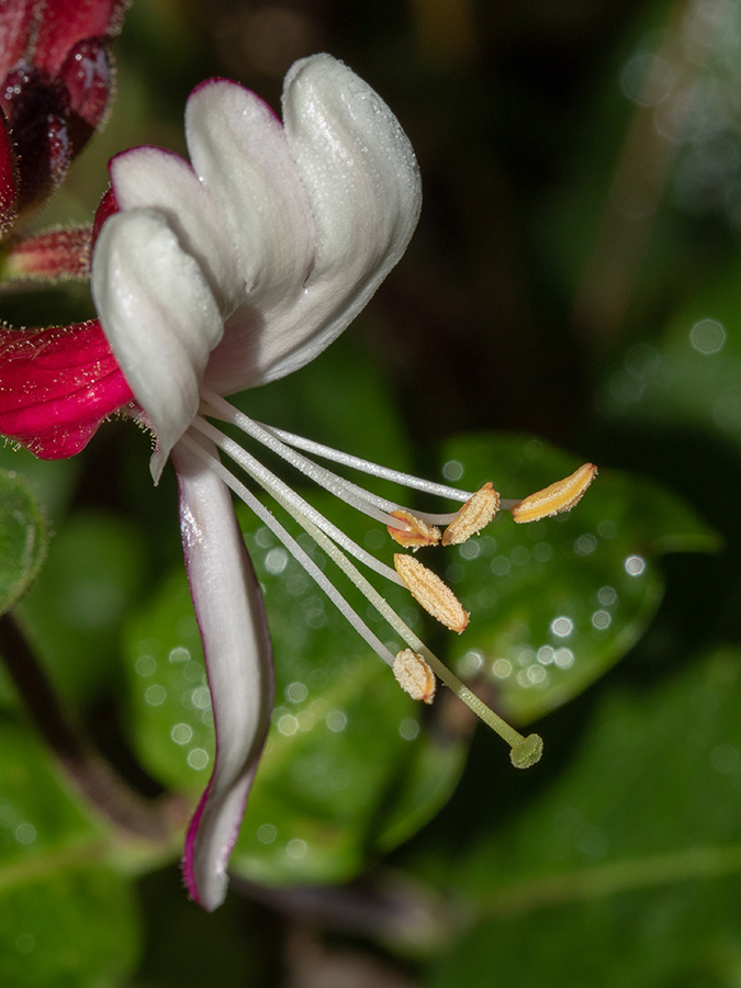 Lonicera caprifolium