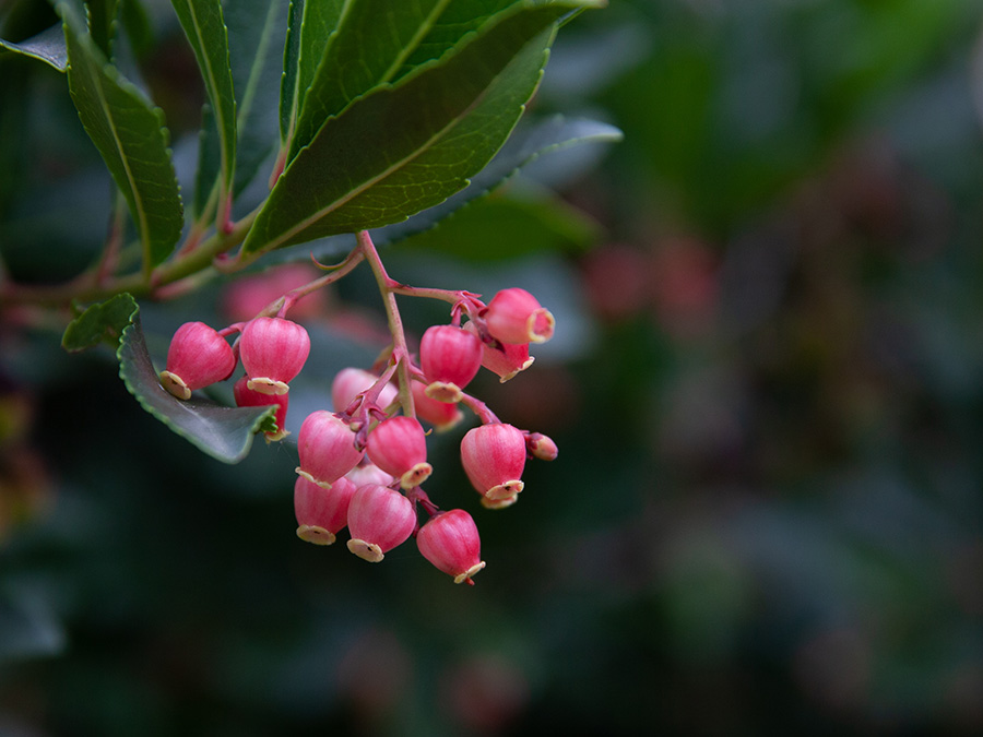 Arbutus unedo