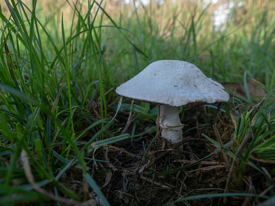 Agaricus campester