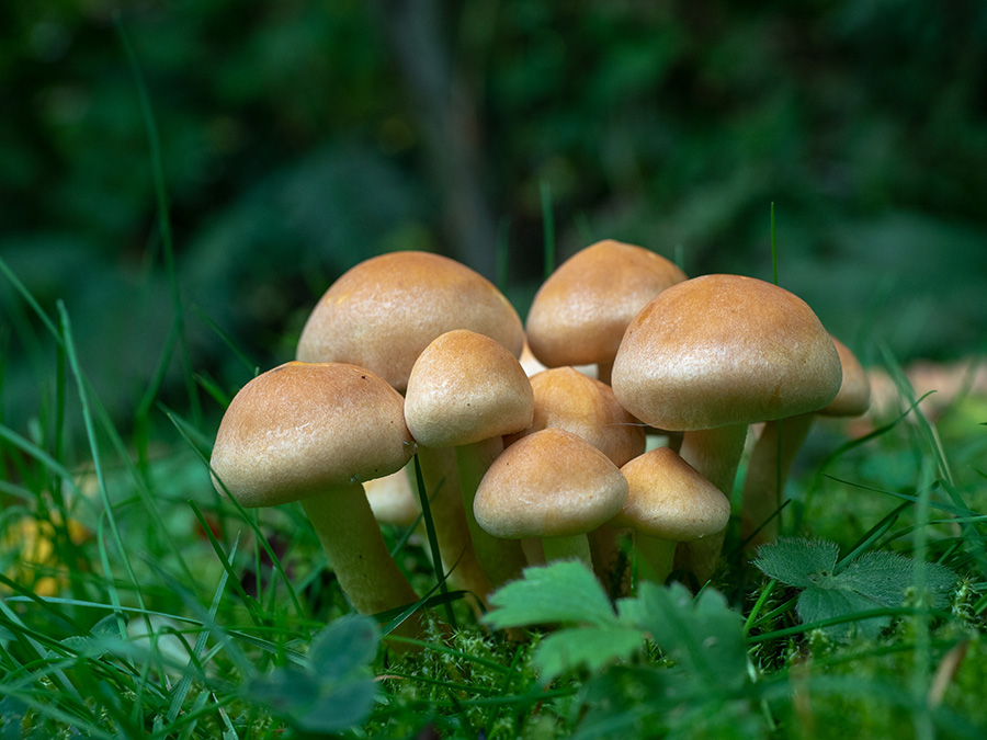 Hypholoma fasciculare