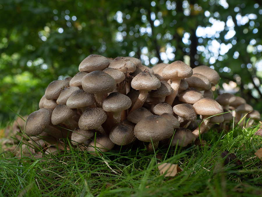 Armillaria ostoyae