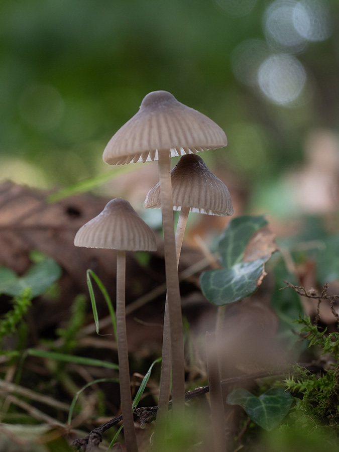 Mycena sp.