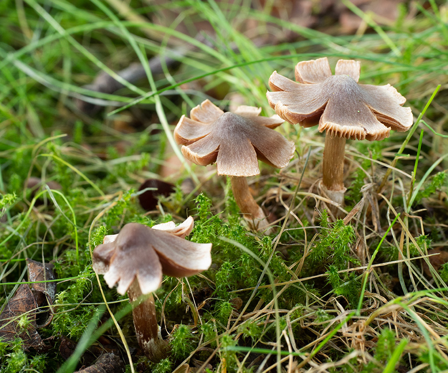 Inocybe sp.   