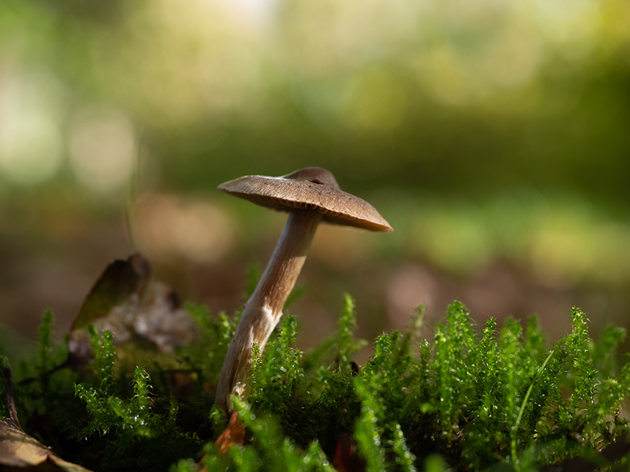 Inocybe sp.   