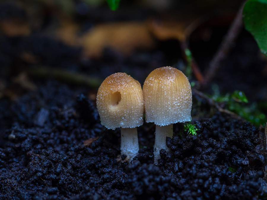 Coprinus micaceus   